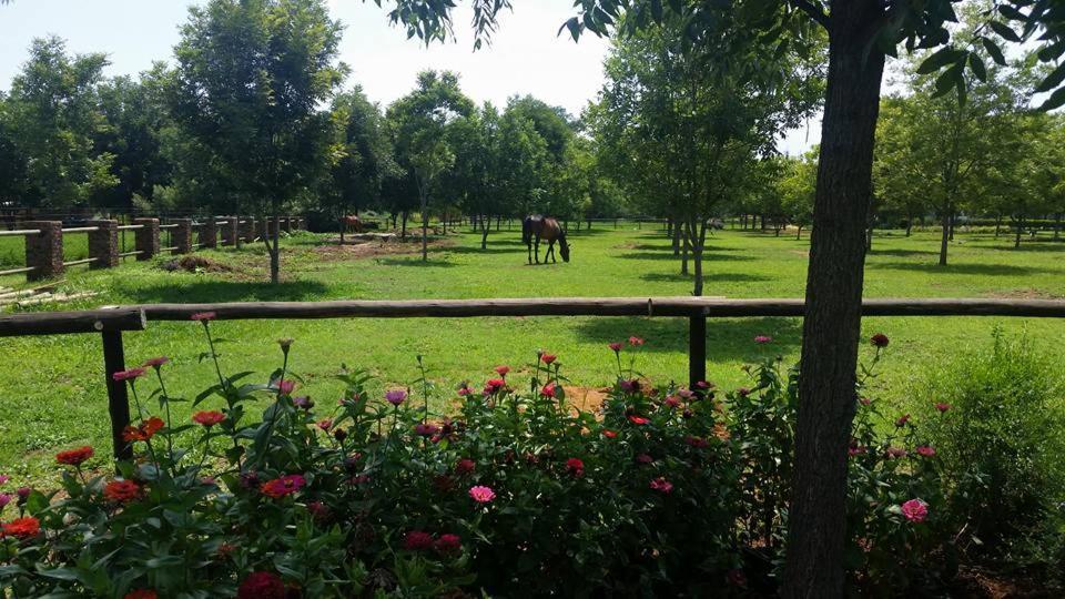 Green Willows Guest House Skeerpoort Εξωτερικό φωτογραφία